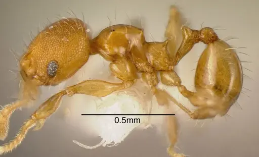 Pheidole multispina - CASENT0635492