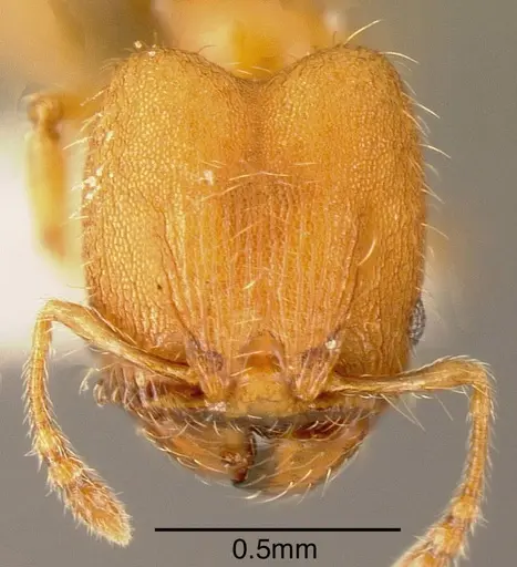 Pheidole multispina - INBIOCRI002279766