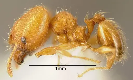 Pheidole multispina - INBIOCRI002279766