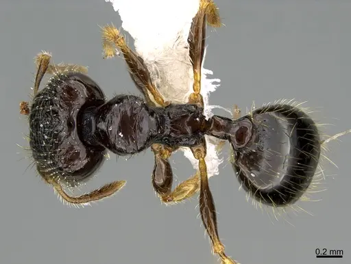 Pheidole muralla specimen