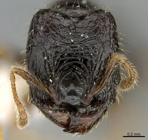 Pheidole muralla specimen