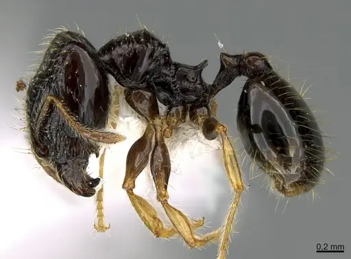 Pheidole muralla specimen