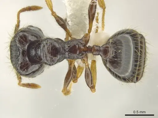 Pheidole muralla - CASENT0615595