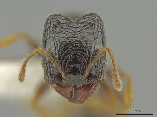 Pheidole muralla - CASENT0615595