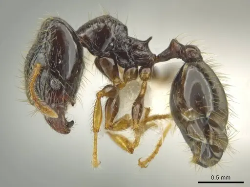 Pheidole muralla - CASENT0615595