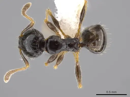 Pheidole muralla - CASENT0615596
