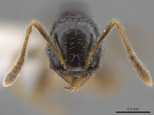 Pheidole muralla - CASENT0615596