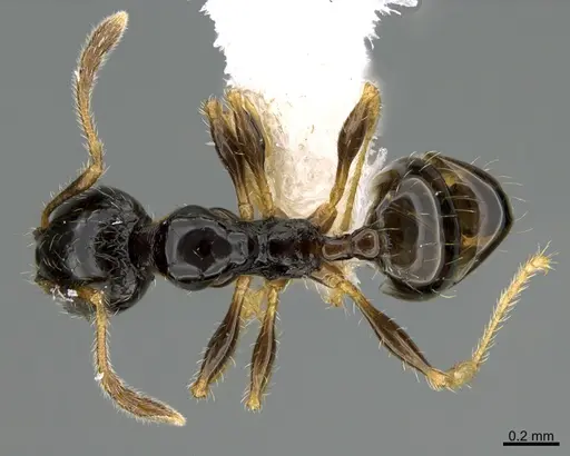 Pheidole muralla - CASENT0615597