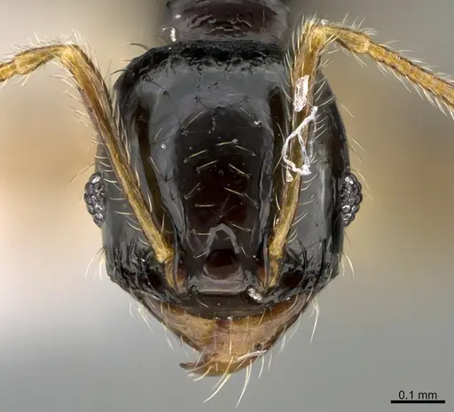 Pheidole muralla - CASENT0615597