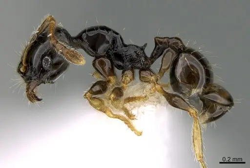 Pheidole muralla - CASENT0615597