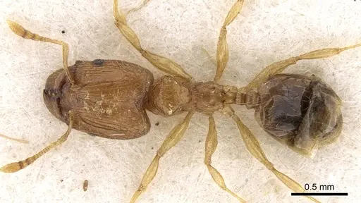 Pheidole mus specimen