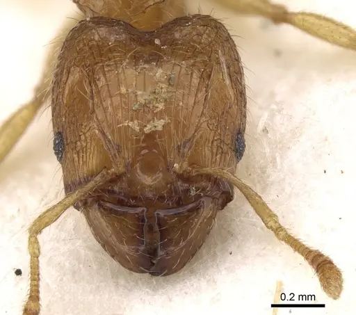 Pheidole mus specimen