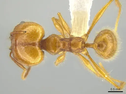 Pheidole musacolor specimen