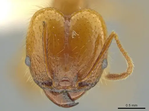 Pheidole musacolor specimen
