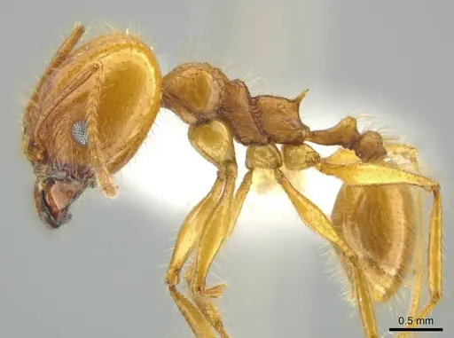 Pheidole musacolor specimen