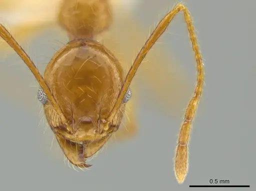 Pheidole musacolor - CASENT0636692