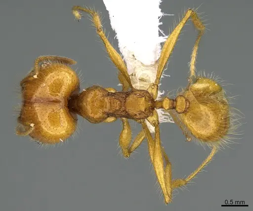 Pheidole musacolor - CASENT0646393