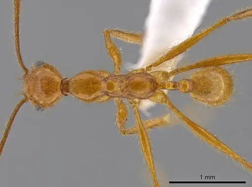 Pheidole musinermis specimen
