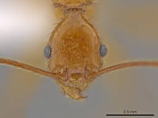 Pheidole musinermis specimen