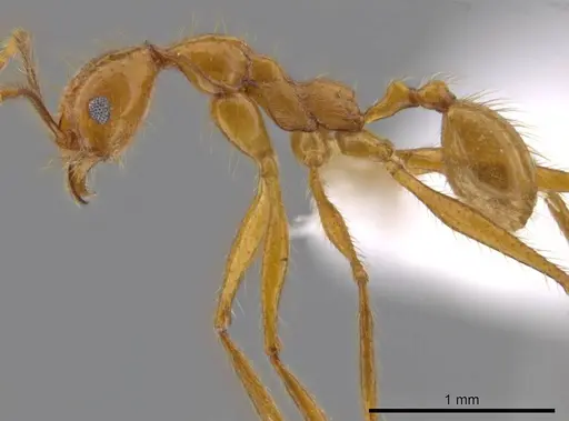 Pheidole musinermis specimen