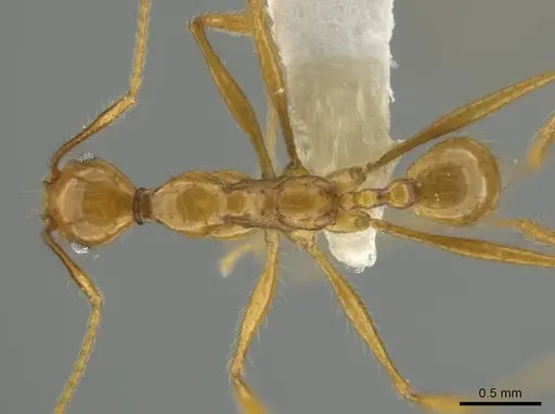 Pheidole musinermis - CASENT0631279