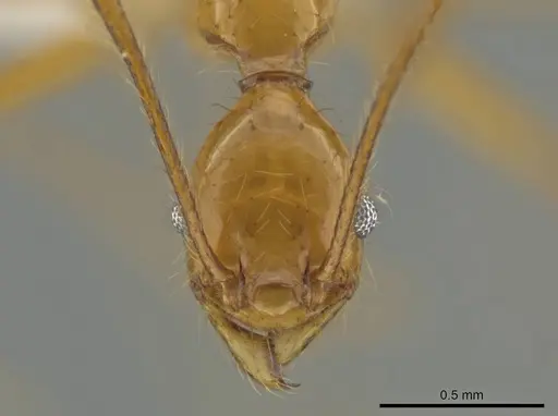 Pheidole musinermis - CASENT0631279