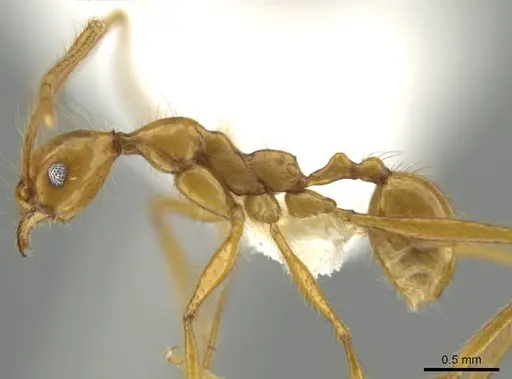 Pheidole musinermis - CASENT0631279