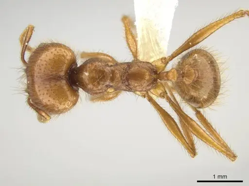 Pheidole musinermis - CASENT0631280