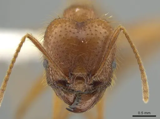 Pheidole musinermis - CASENT0631280