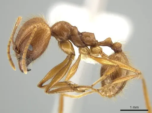 Pheidole musinermis - CASENT0631280