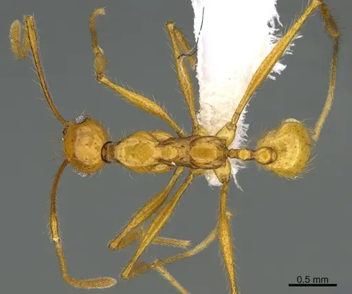 Pheidole musinermis - CASENT0646351