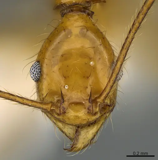 Pheidole musinermis - CASENT0646351