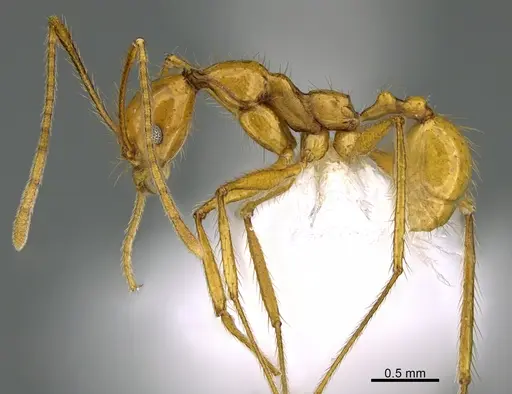 Pheidole musinermis - CASENT0646351