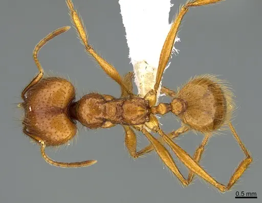 Pheidole musinermis - CASENT0646356