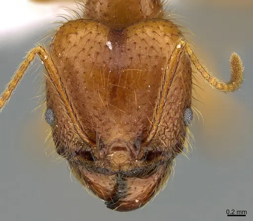 Pheidole musinermis - CASENT0646356