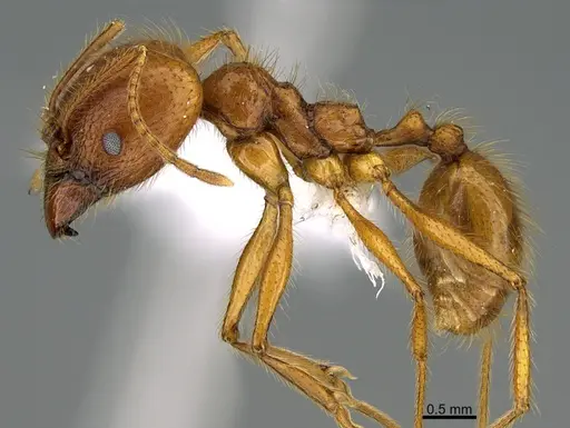 Pheidole musinermis - CASENT0646356