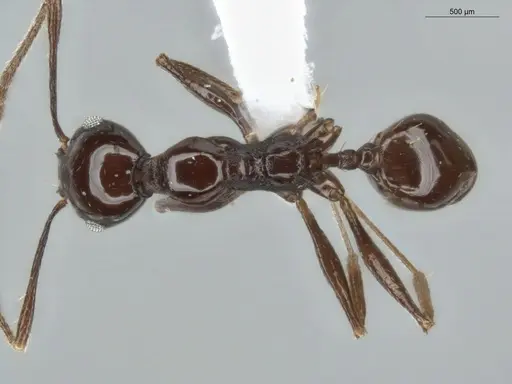 Pheidole mutisi specimen