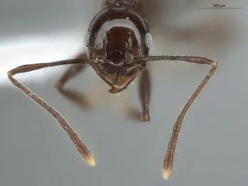 Pheidole mutisi specimen
