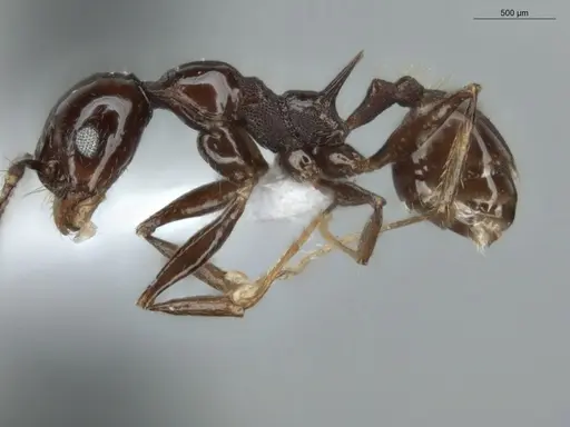 Pheidole mutisi specimen