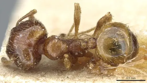 Pheidole nana specimen