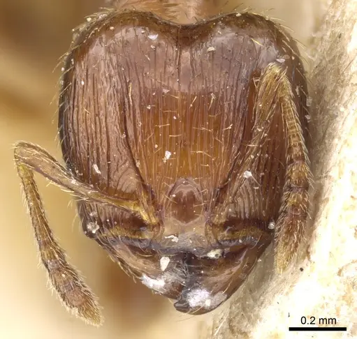 Pheidole nana specimen