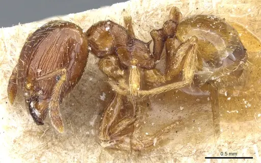 Pheidole nana specimen