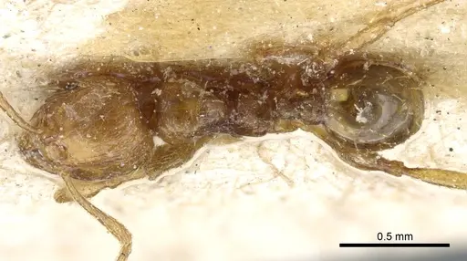 Pheidole nana - CASENT0904400