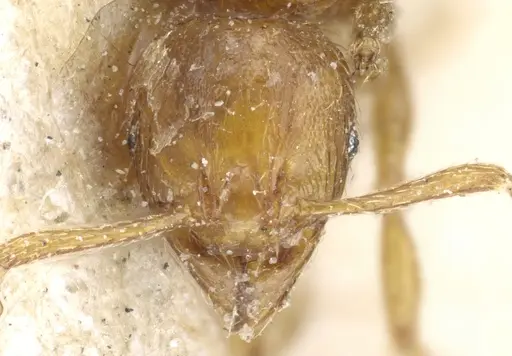 Pheidole nana - CASENT0904400