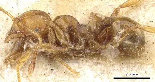Pheidole nana - CASENT0904400