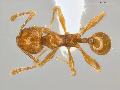 Pheidole nana - ECOFOG-CSG15-0150-14