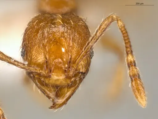 Pheidole nana - ECOFOG-CSG15-0150-14
