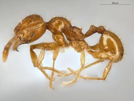 Pheidole nana - ECOFOG-CSG15-0150-14