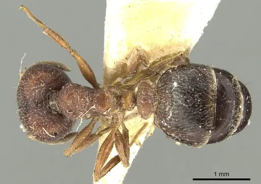 Pheidole naoroji specimen