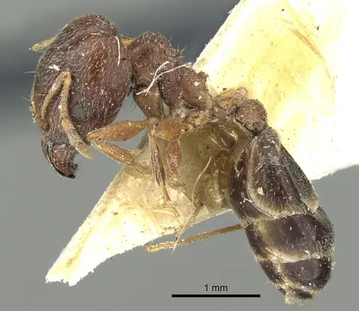 Pheidole naoroji specimen